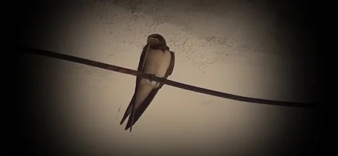 Black and white sparrow Stock Footage 160198482