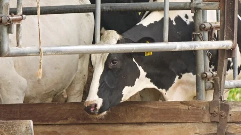 Black and white spotted cows crowd in a covered enclosure behind metal gate.. Stock Footage 276730922