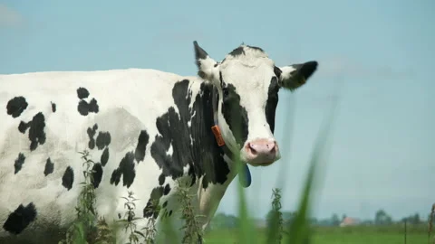 Black and white spotted dairy cow with yellow ear tags Stock Footage
