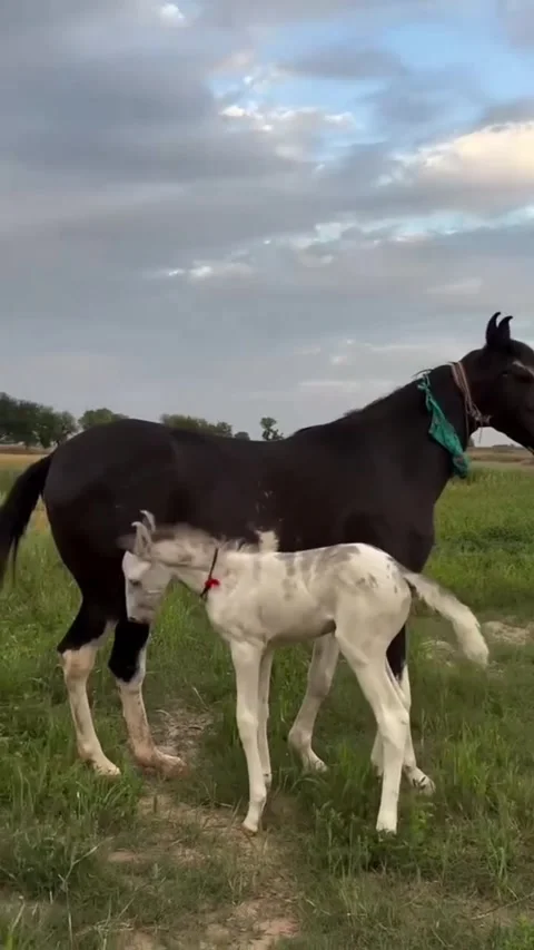 Black and White Spotted Mare with Energetic White Foal in Green Field Vídeos de archivo 332737944
