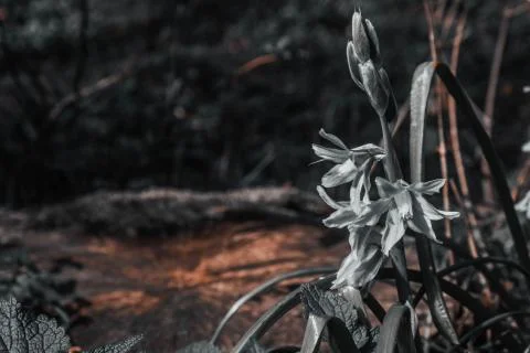 Black and white spring flower on a green meadow Stock Photos