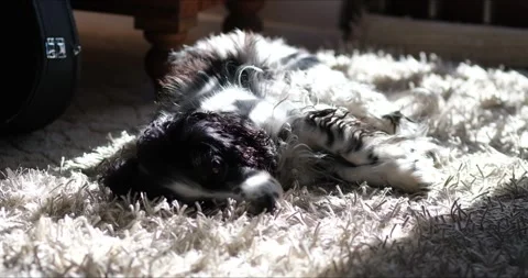 Black and White Springer Spaniel Dog Sleeping On White Mat in the sunlight 動画素材 241210324