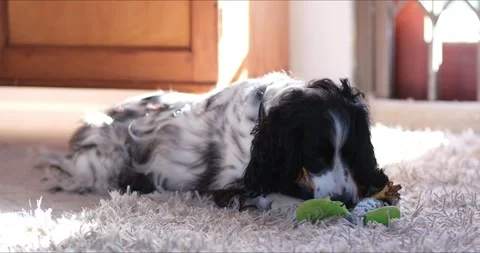 Black and White Springer Spaniel Playing with Toys Video stock 241210332