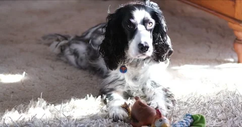 Black and White Springer Spaniel Playing with Toys Video stock 241210337