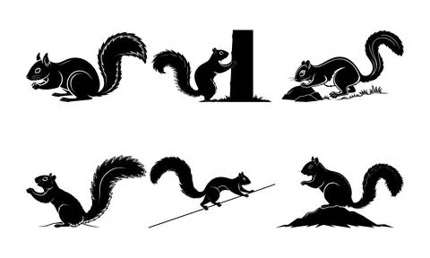 Black and white of squirrels in various poses animals rodents wildlife Stock Illustration
