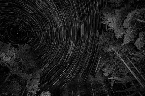 Black and White Star Trail Pine Trees Stock Photos