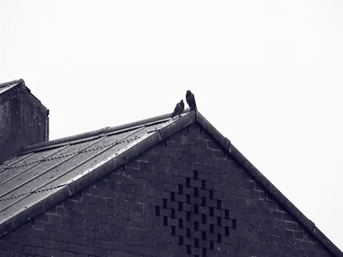 Black and White static shot of birds on the roof of an abandoned building. Stock Footage 79905423