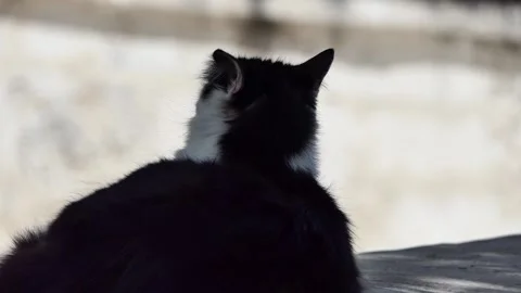 Black and white stray cat in the garden Video stock 239417796