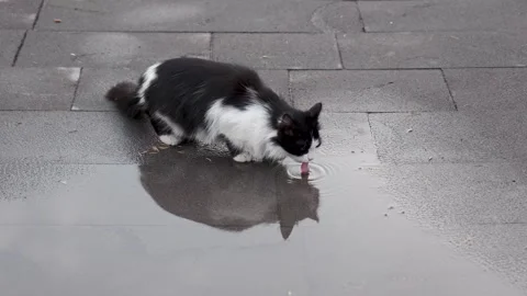 Black and white stray cat drinking rain water on the street. Stock Footage 243764358