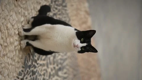 Black and white stray cat sitting outdoor and meowing Vídeo Stock 253404033