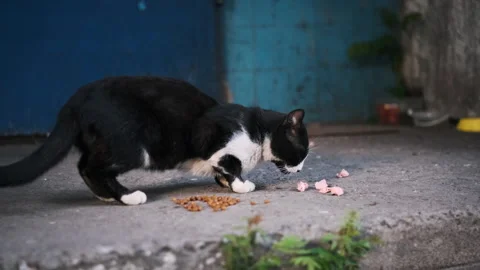 Black and White Stray Cat Eats Meat Scraps Stock Footage 275879557