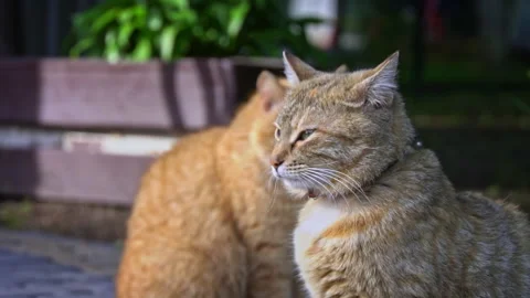 Black and White Stray Cat Resting by Fence Stock Footage 276412992