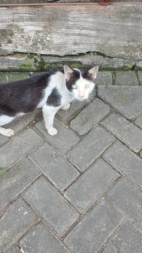 Black and White Stray Cat on Pavement Stock Footage 331421716
