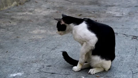 Black And White Stray Cat Cleaning Its Paw While Sitting On Concrete Outdoo.. Stockbeeldmateriaal 340454550