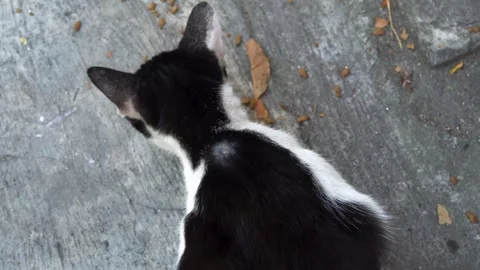 Black And White Stray Cat Eating Small Dry Pellets On Concrete Ground Surface Stock Footage 340454551