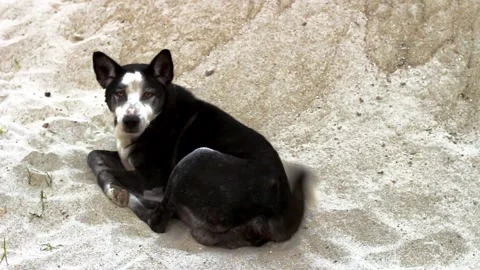 Black and white stray dog with distinctive markings resting comfortably on fine Stock Footage 324978333