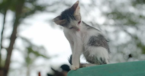 A black and white stray kitten licked its fur after eating. Stock Footage 280164341
