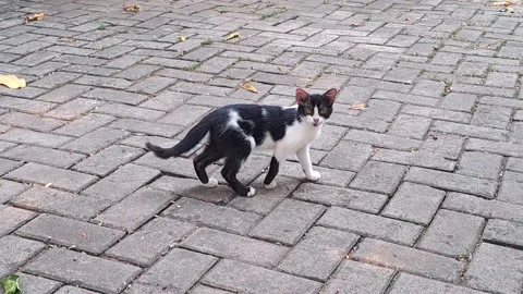 A black and white stray kitten, approaching adulthood, crossed my path. Stock Footage 341301639