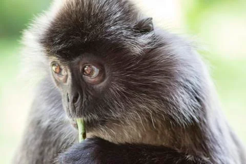 Black and white Surili monkey in Borneo Stock Photos