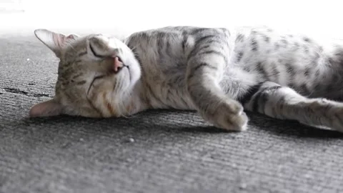 A black and white tabby cat is sleeping on his back comfortably Stock Footage 311442861