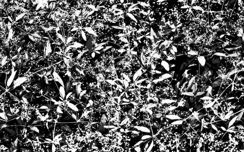 Black and white texture created by small-leaved plants with tiny flowers Stock Photos