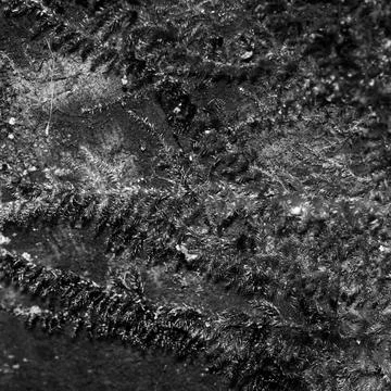 The black and white texture of moss on a mountain wall Stock Photos