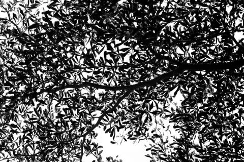 Black and white texture of tree Stock Photos