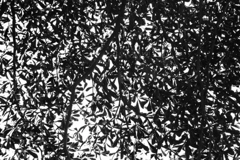 Black and white texture of tree Stock Photos