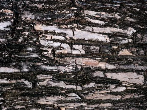 Black and white textured tree bark surface with horizontal cracks lines cre.. Foto stock