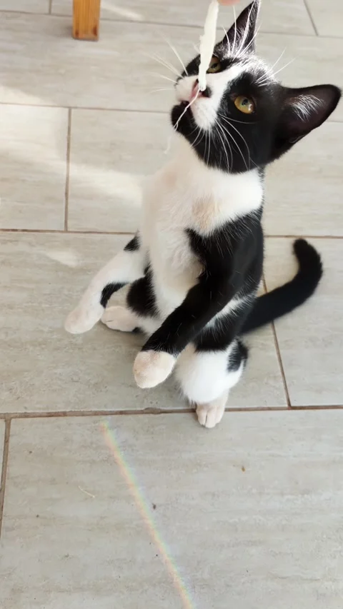 Black and white thin cat is sitting on floor and waiting for the food looking up Stockbeeldmateriaal 344044979