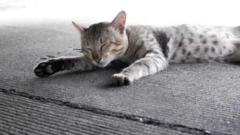 A black and white tiger-striped male cat is sleeping on his arm under a car  Stock Footage 311450596