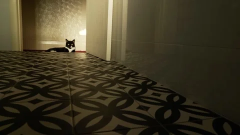 Black and white tiled floor and b and w cat at doorway 6K Stock Footage 307159026