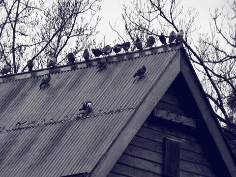 Black and White tilt shot of birds on top of an abandoned building. Stock Footage 79905009