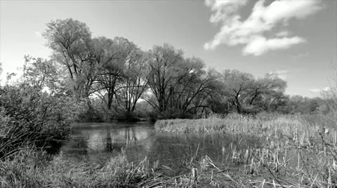 Black and White Time Lapse of a Tranquil Pond and Willow Trees with Clouds Stock Footage 11088650