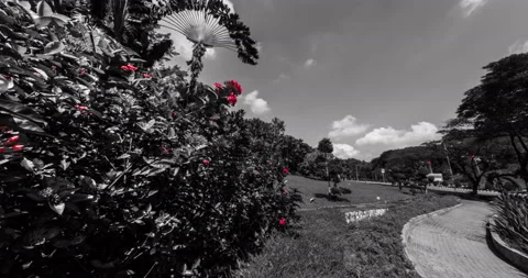 Black and white time lapse in the Botanical Garden at Kuala Lumpur, Malaysia. Stock Footage 132045427