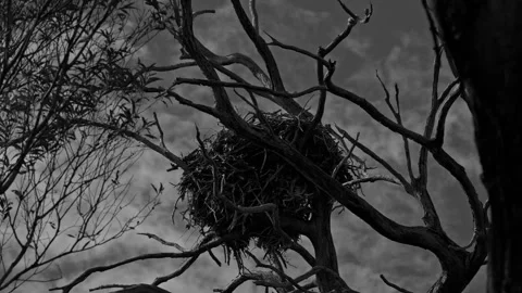 Black and White Time Lapse of an Eagle's Nest. Stock Footage 292585440