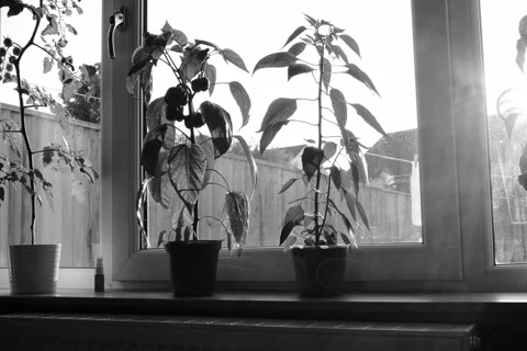 Black and white timelapse of plants on window sill Stock Footage 244405329