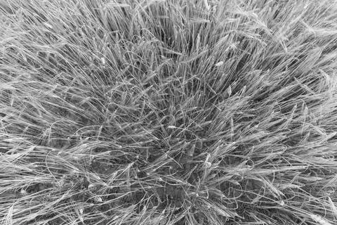 Black and white top view of ripe wheat ears in an agricultural field. Monochr Stock Photos
