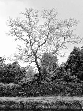 Black and white tree background Stock Photos