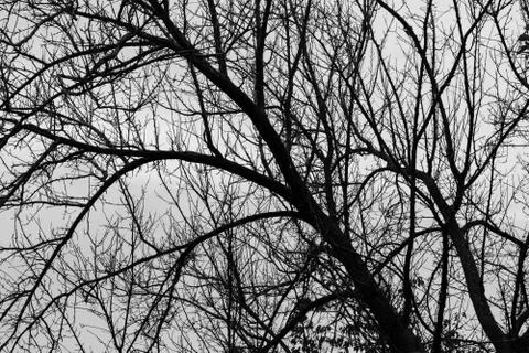Black and white tree branches abstract background Stock Photos