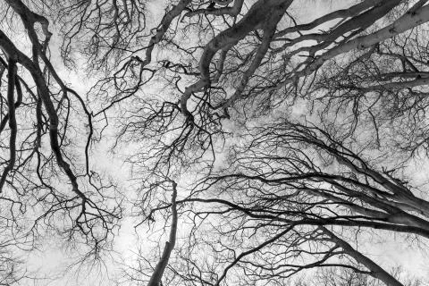 Black and white tree canopy Seaton park Stock Photos