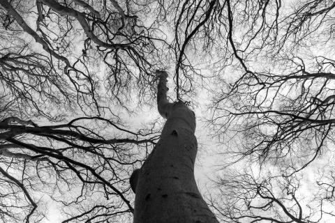 Black and white tree canopy Seaton park Stock Photos