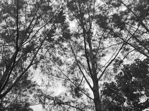 Black and White Tree Cup Stock Photos