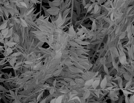 Black And White Tree Leaf Flora Background Stock Photos