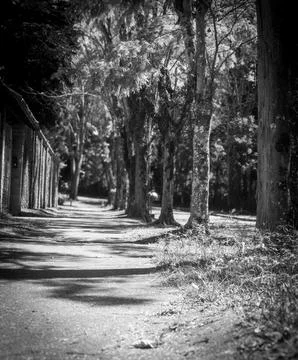 Black and White Tree Path Stock Photos