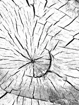 Black and White Tree Rings and Log End Texture Stock Photos