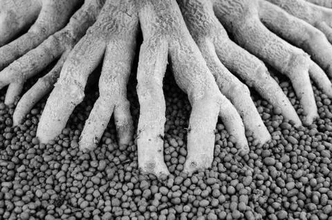 Black and white  tree roots Stock Photos