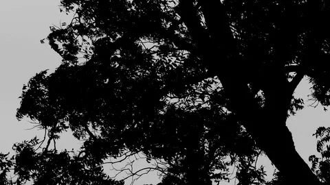 Black and White Tree Silhouette 1 Stock Footage 81800526
