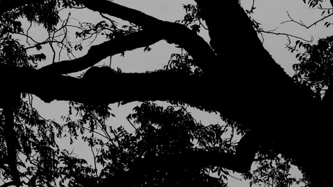 Black and White Tree Silhouette 3 Stock Footage 81840477
