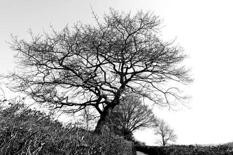 Black and white of tree in spring before growing new leaves Stock Photos